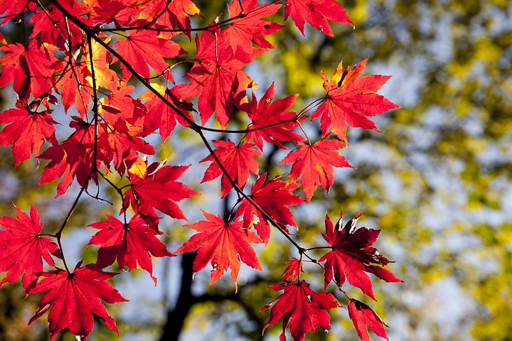 This image has an empty alt attribute; its file name is maple-leaves-2789234__480.jpg