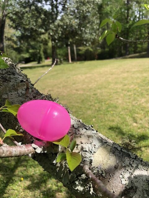 This image has an empty alt attribute; its file name is Easter-egg-in-tree-1-rotated.jpg
